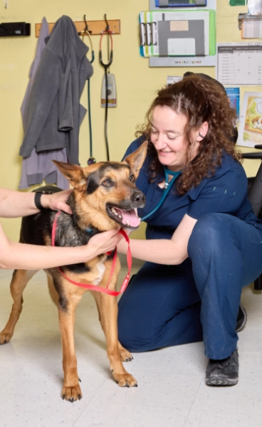 A vet taking care of a dog